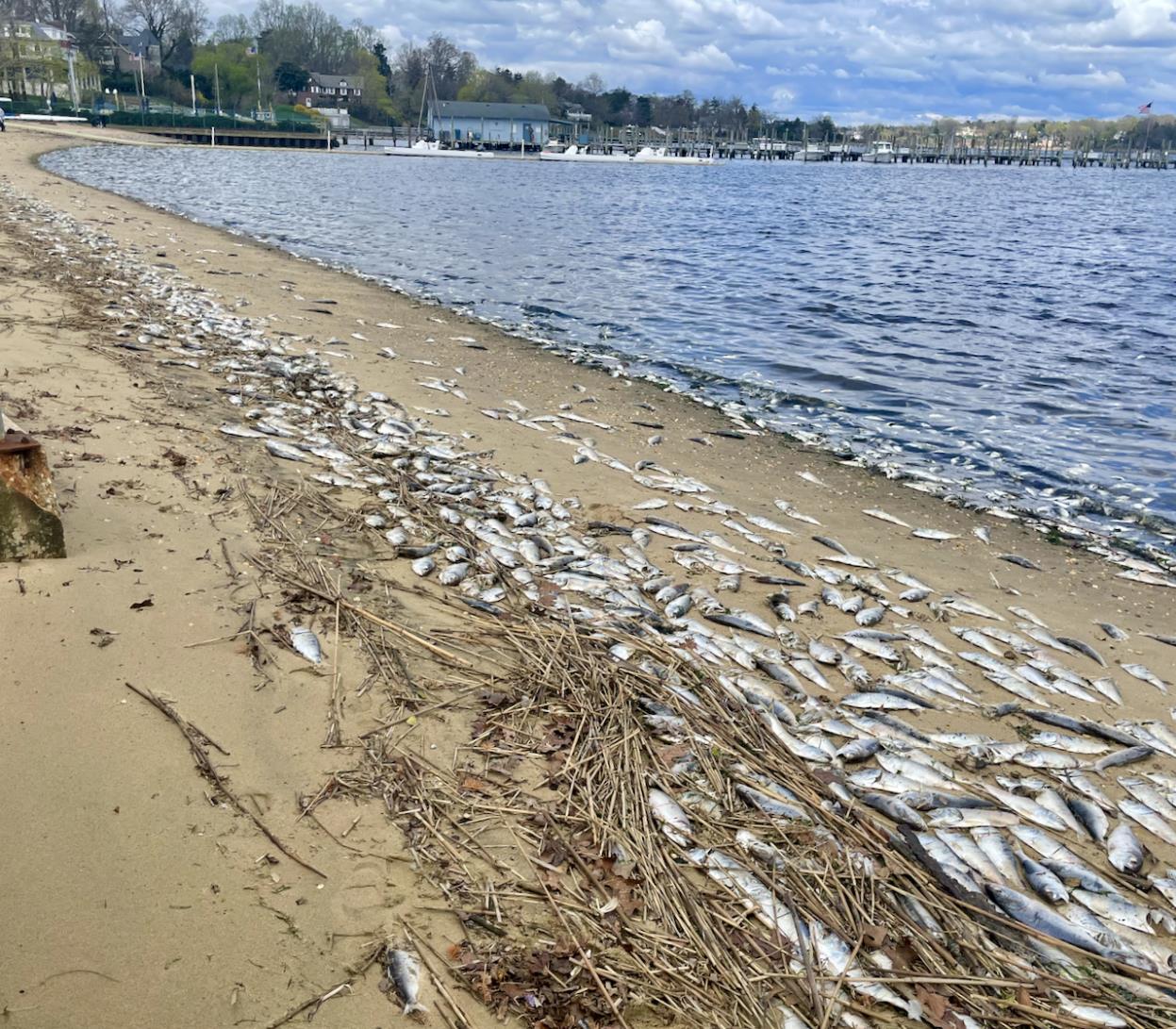 Plastic On Beach