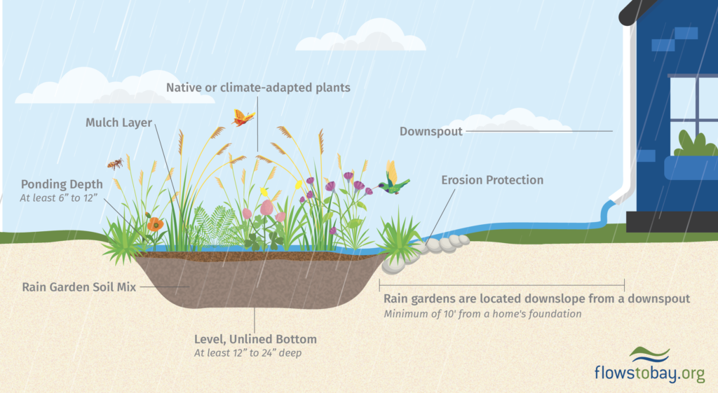 Rain Garden Illustration