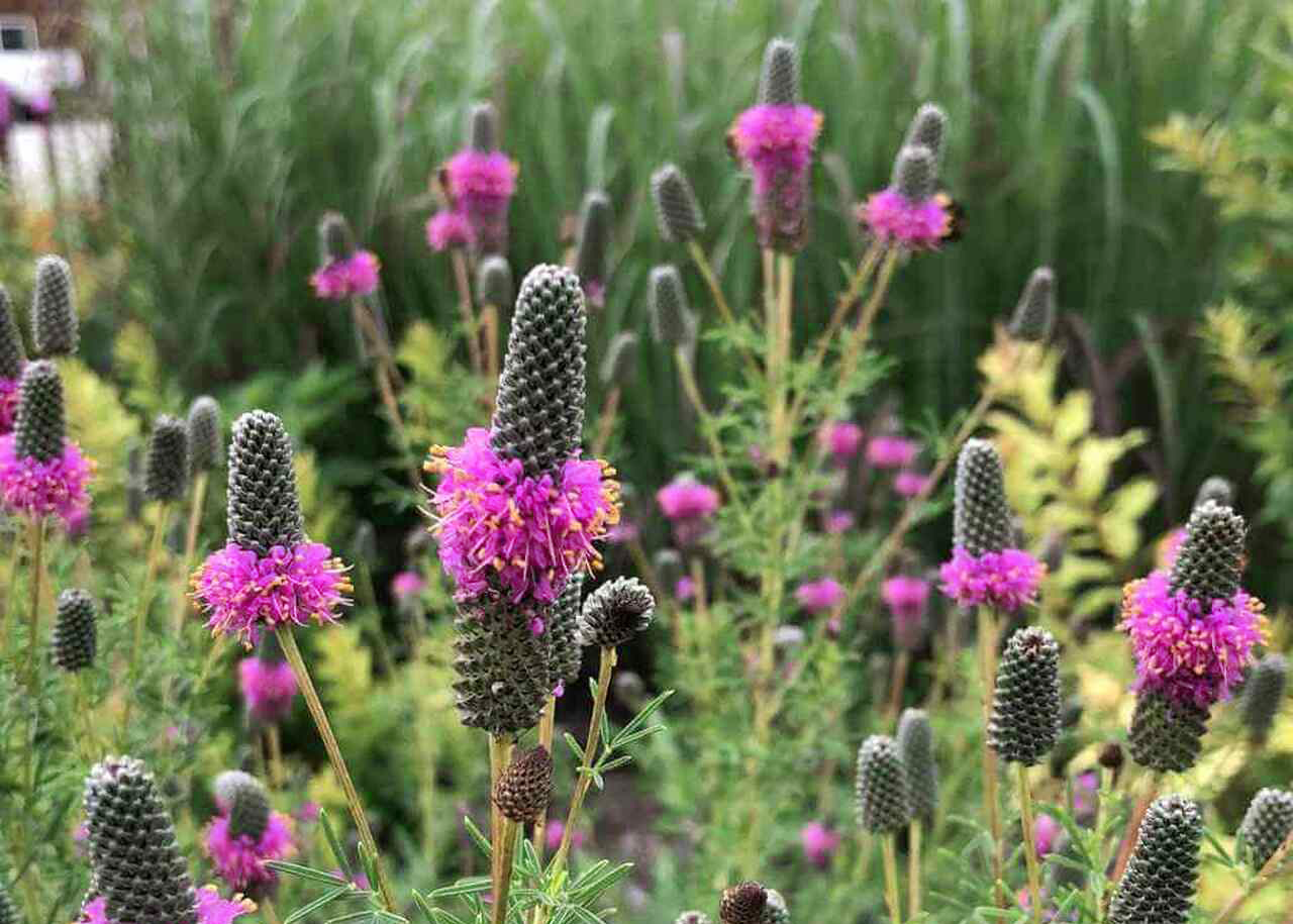 PURPLE PRAIRIE CLOVER