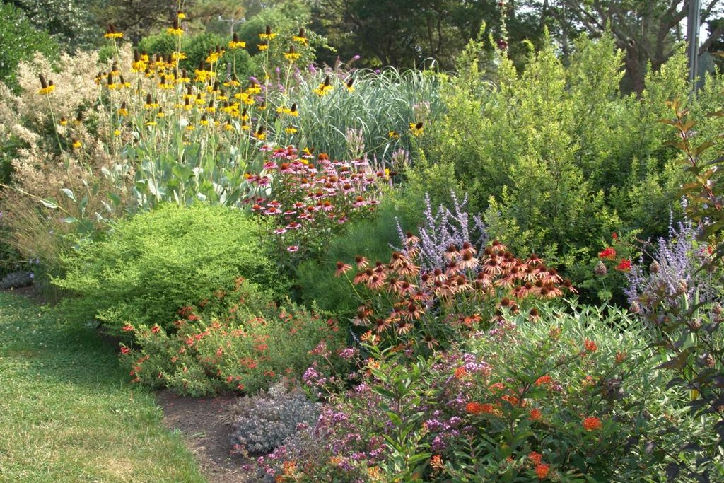Rain Garden Illustration