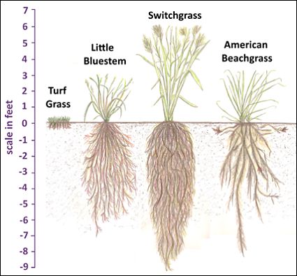 native vs non-native