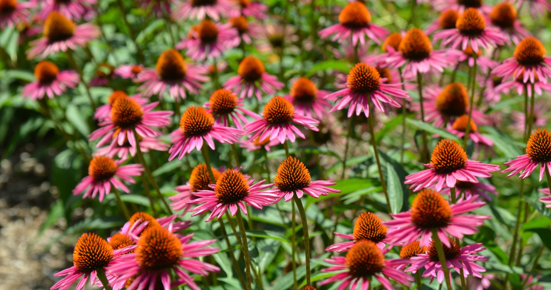 Eastern Purple Coneflower
