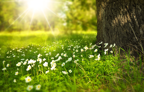 Tree and Meadow